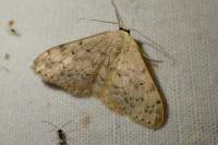 Idaea
