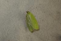 Tortrix viridana