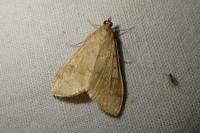 Ostrinia