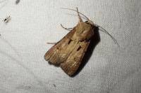 Agrotis exclamationis