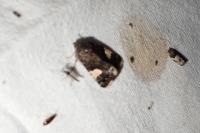 Tyta luctuosa