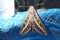 Hyles livornica
