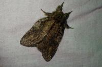 Peridea anceps