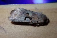 Orthosia gothica
