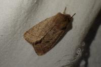 Orthosia