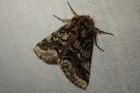Lycia hirtaria
