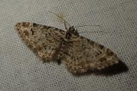 Gymnoscelis rufifasciata