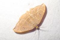 Watsonalla binaria