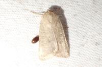 Hoplodrina ambigua