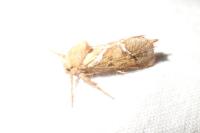 Triodia sylvina