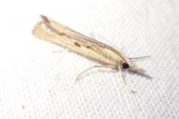 Agriphila geniculea