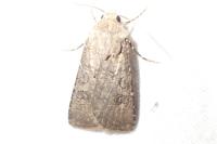 Agrotis segetum