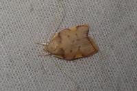 Carcina quercana