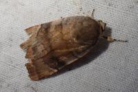 Noctua janthina