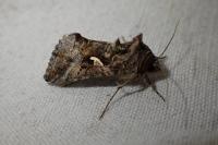 Autographa gamma