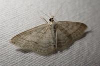 Idaea subsericeata
