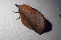 Gastropacha quercifolia