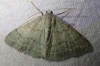 Pseudoterpna pruinata