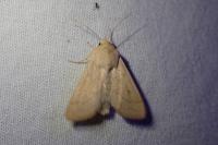 Mythimna vitellina