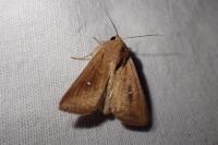Mythimna albipuncta