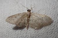 Idaea seriata