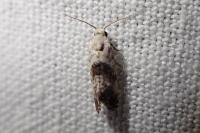 Cochylis