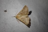 Crocallis elinguaria