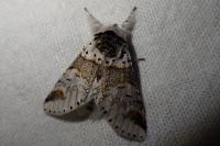 Furcula furcula