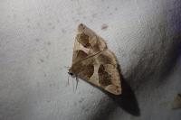 Dysgonia algira