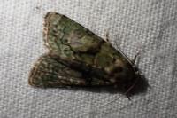 Cryphia algae