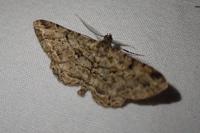 Peribatodes rhomboidaria