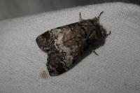 Drymonia querna