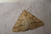 Aspitates ochrearia