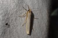 Eilema caniola