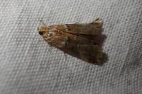 Acrobasis repandana