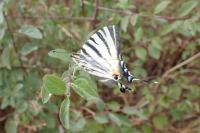 Iphiclides podalirius