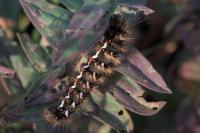 Acronicta rumicis