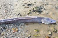 Conger conger