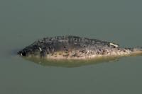 Cyprinus carpio