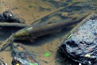 Salmo trutta