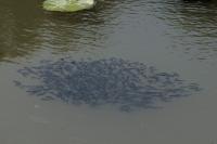Ameiurus melas