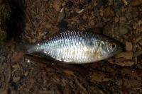 Rhodeus amarus