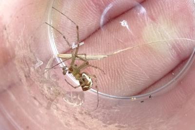 Linyphia triangularis
