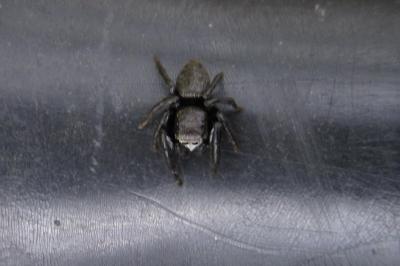 Evarcha arcuata