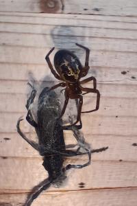 Steatoda nobilis