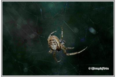 Zygiella x-notata