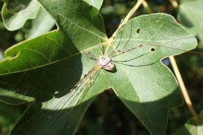 Dicranopalpus ramosus