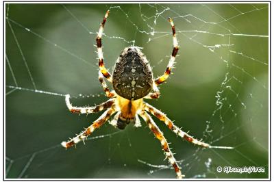 Araneus diadematus