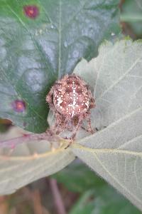 Araneus diadematus