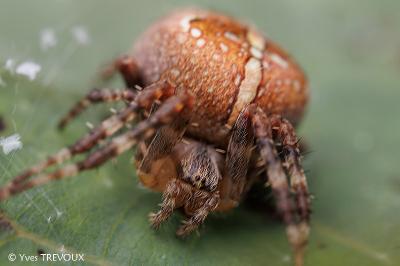 Araneus diadematus